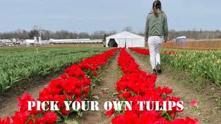Pick your own tulips and fish and chips.  誕生日ブーケ l トロント