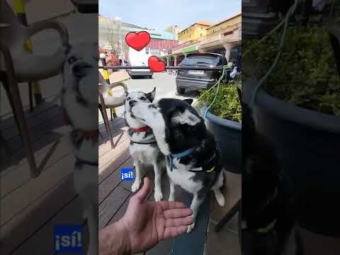 🐕Es buena y la quiero un motón ¡dog lover! 🥰