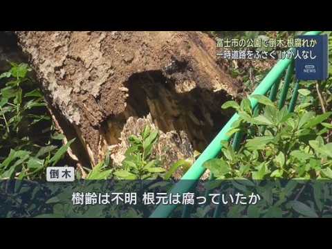 YouTube Video 高さおよそ１５メートルの木が倒れ、道をふさぐ　撤去作業は終了　静岡・富士市