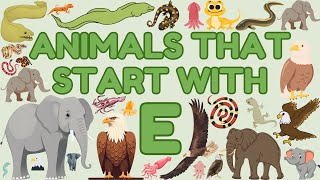 Animals That Start With the Letter E | Learn Animals Names for Children | Eager Minds Academy