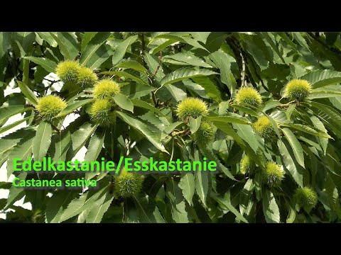 Esskastanie Edelkastanie - Wuchs Ernte Verwendung
