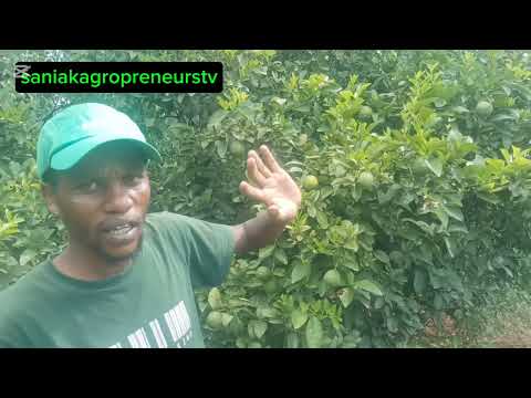 Citrus Showdown! Flowers VS Fruit - Lemon & Orange Trees Magic Unveiled