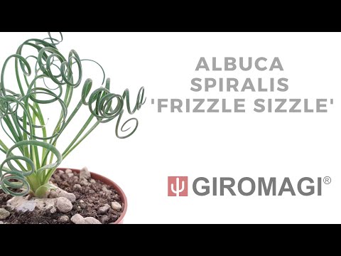 Albuca spiralis 'Frizzle Sizzle'
