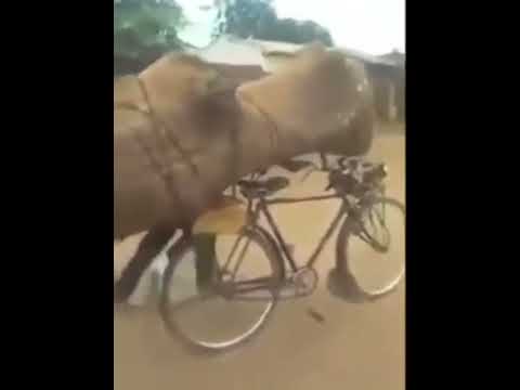 Phungu Joseph Nkasa 𝐀𝐤𝐮𝐜𝐡𝐨𝐤𝐞𝐫𝐚 𝐤𝐮𝐭𝐚𝐥𝐢 (𝐮𝐧𝐨𝐟𝐟𝐢𝐜𝐢𝐚𝐥)