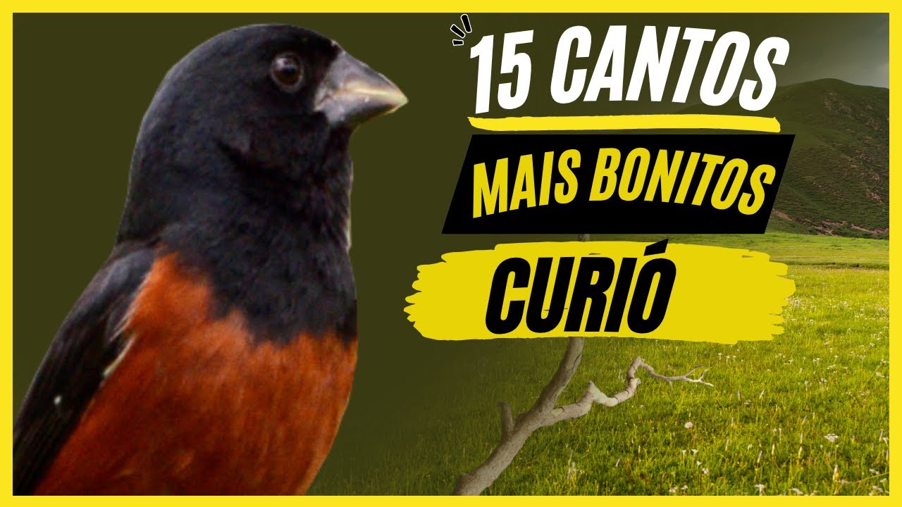TOP 15: Cantos De "Curió" MAIS BONITOS e MELHORES - Pássaro Popular No Brasil !!!