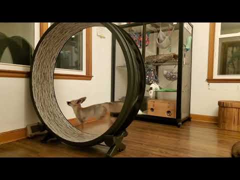 Fawzi Fox yawns and runs on wheel