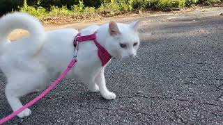 Video Review: Cat Harness and Leash