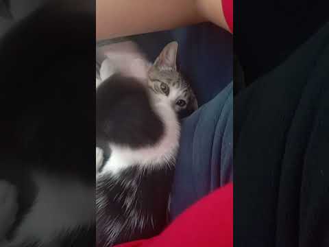 Vídeo de Amora