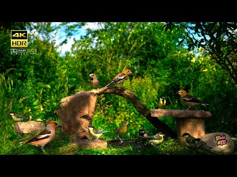 Cat tv 😻 Summer with Birds 🐦  4K HDR  🐶 PET tv