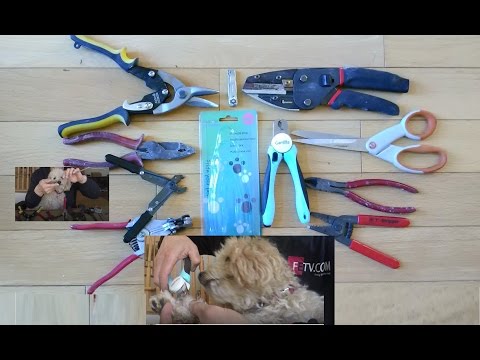 DIY Dog Nail Cutting Using Your Own Tools or Dog Nail Clippers