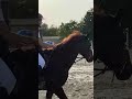 Lucifer du parc/ poney D pour faire As