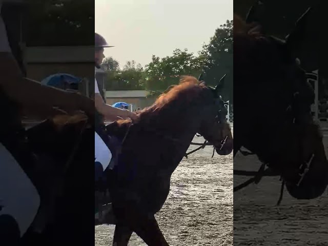 Lucifer du parc/ poney D pour faire As