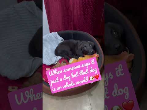 🐶❤️#viral #shorts #dogs #labrador #puppy #shortvideo #subscribe #puppy