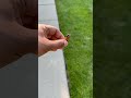 Bye Bye Cicadas! Free to go #funny #comedy #cicada #prank
