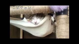 【子猫】part22ちょこの昼寝！