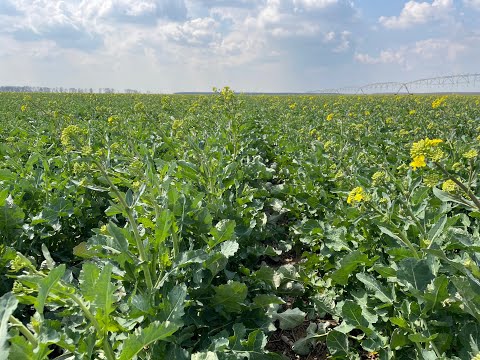 DK EXBURY - cea mai recentă inovație Dekalb - Dl. Cristian Isvoranu - SC Investrom Prodexim