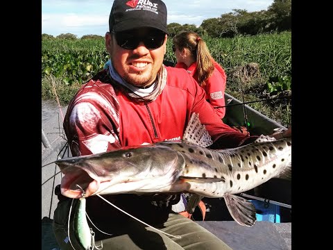 download lagu mp3 mp4 Guayquiraro, download mp3 Guayquiraro free download mp3, download mp3 Guayquiraro