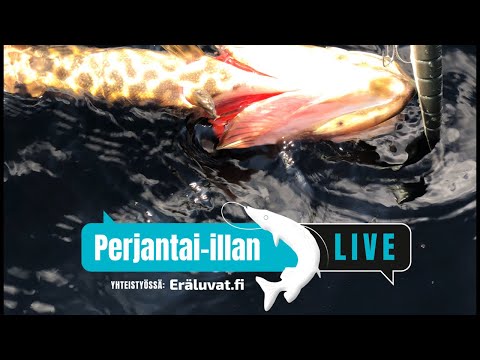 Hauen pehmovieheiden  uitto