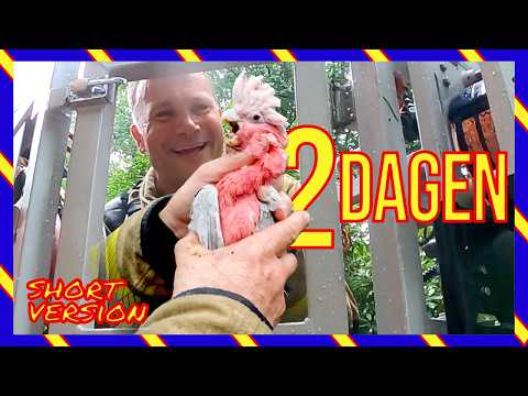 🦜 Kaketoe vast in boom… maar dan gebeurt dit  😳🚒  [KORT]