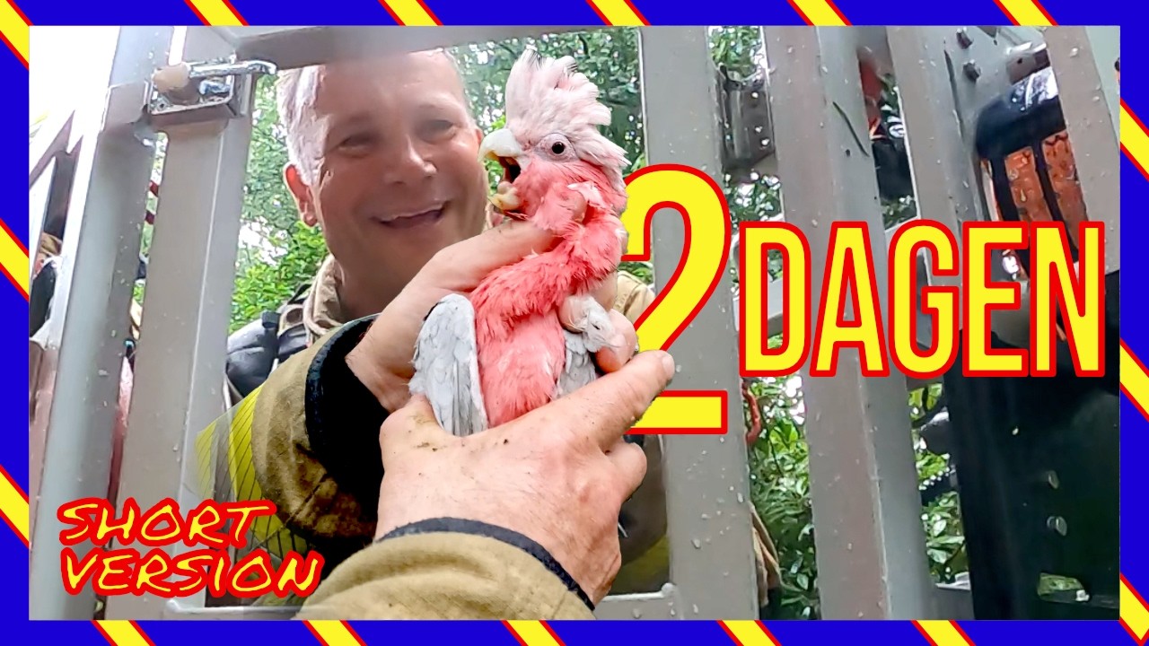 🦜 Kaketoe vast in boom… maar dan gebeurt dit  😳🚒  [KORT]