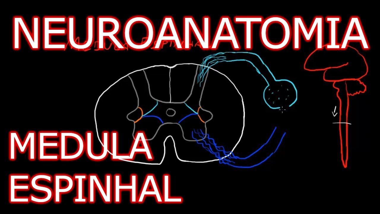 Aula: Neuroanatomia - Medula Espinhal | Neuroanatomia Humana #3