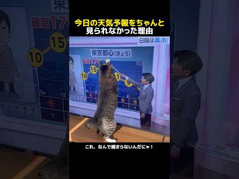 今日の天気予報をちゃんと見られなかった理由