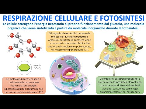 METABOLIC PATHWAYS - Cellular Respiration and Photosynthesis