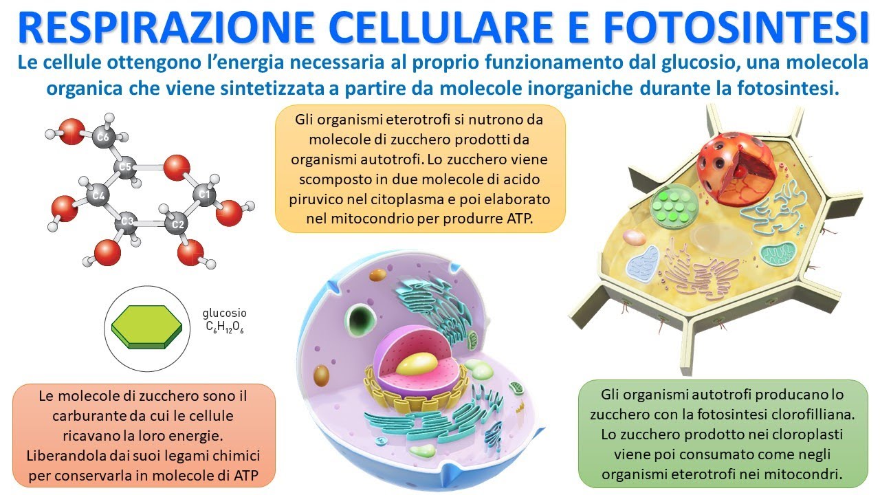 VIE METABOLICHE - Respirazione Cellulare e Fotosintesi