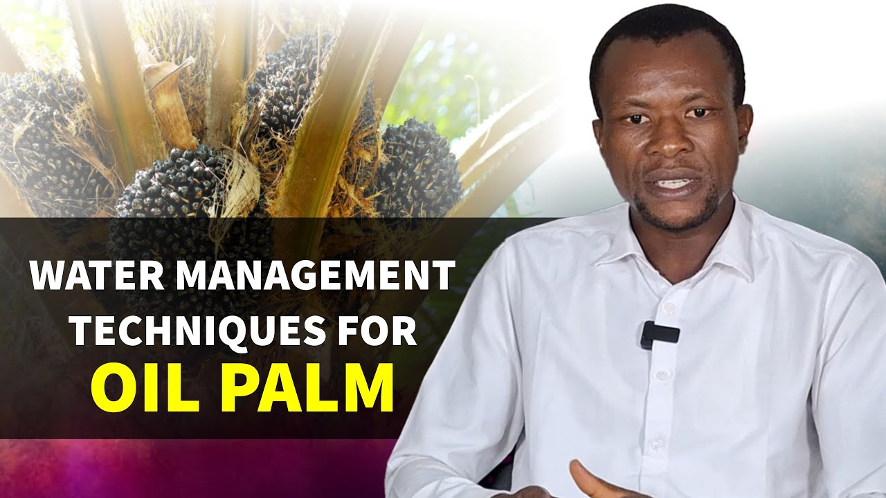 Irrigation Methods for Oil Palm Plants | Manage Water Stress to Boost Palm Oil Production & Yield