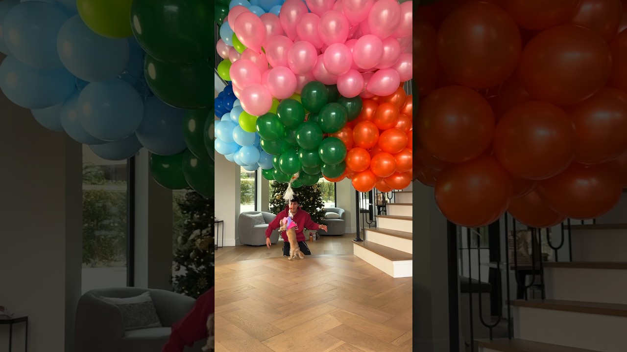 How many balloons does it take to make a puppy fly?🥺🎈