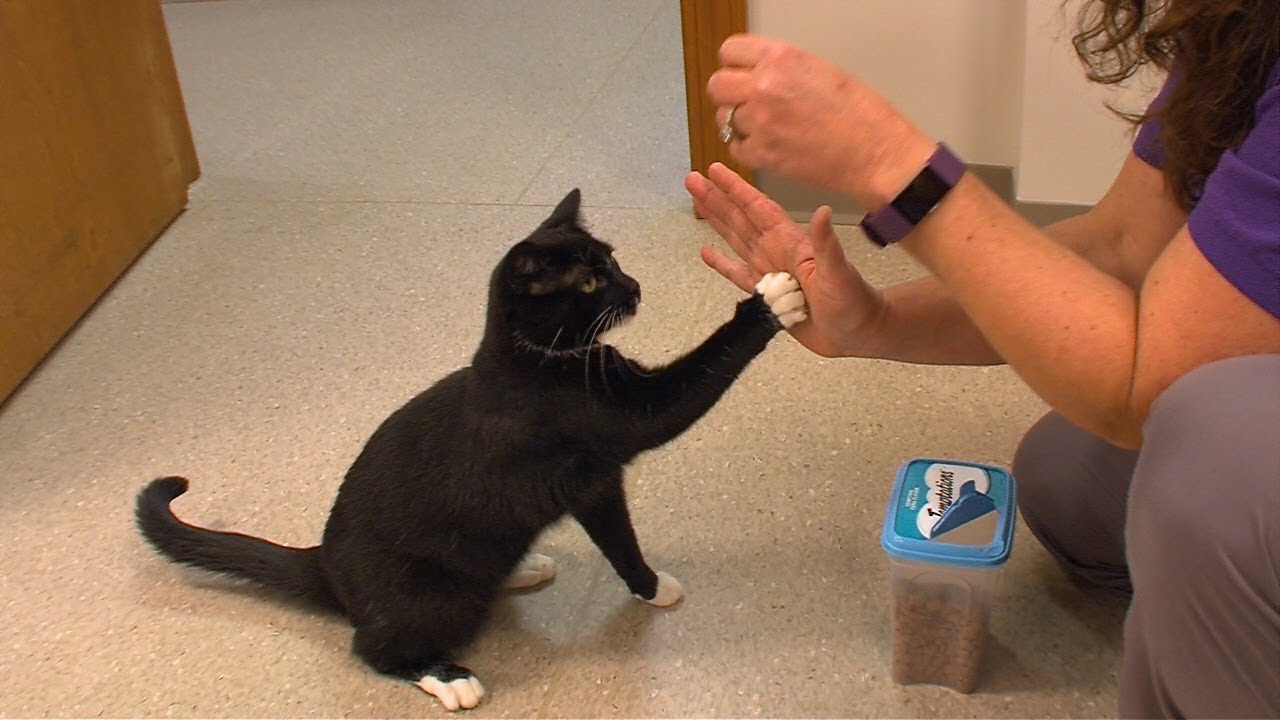 Pets and More 03/25/2018