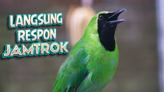 Download lagu Bakal Mau Tarung dan Emosi Cucak Ijo Mana Saja Dengan Pancingan Cucak Hijau Gacor Satu Ini mp3