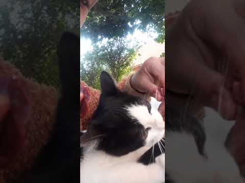 Comiendo con la gata doris