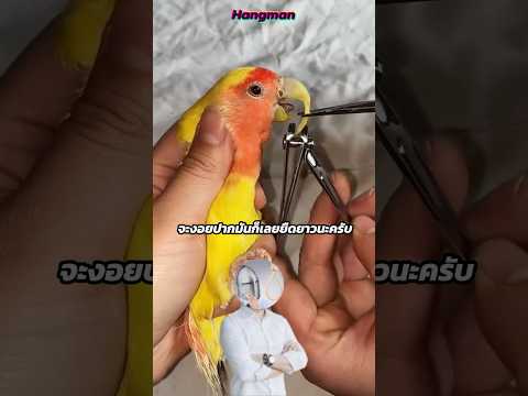 ทำไมต้องเล็มจงอยปากนก