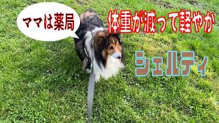【シェルティ】体重が減って軽やか【フランス田舎暮らし🇫🇷】#犬の散歩 #賢い犬 #犬のいる暮らし #マイペースな犬