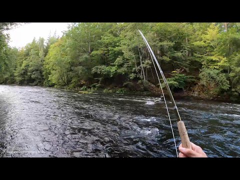 Big salmon in a small current - fly fishing in the Mörrum river