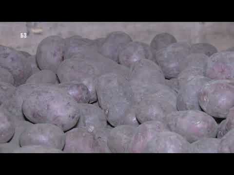 CUVANJE KROMPIRA BEZ SREDSTVA PROTIV KLIJANJA - veliki problem kao i cena - povrtari na ivici