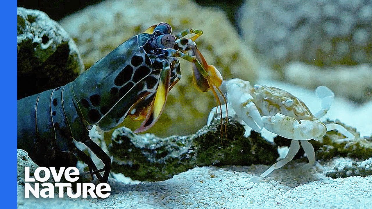 Mantis Shrimp Punches Crab’s Arm Off