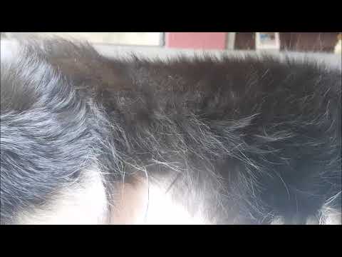 Fast pups 7 weeks pregnant