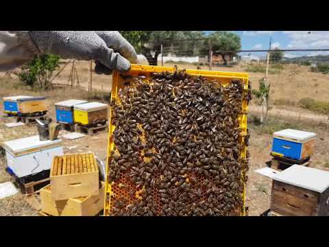 , title : 'Έλεγχος Μελισσίων, απαντήσεις σε σχόλια και μελισσοκομική πατέντα !!'