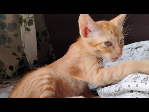 Cat videos |  funny cats |   fighting cat #cat