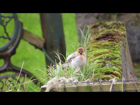 Hornemann's Arctic Redpoll - preening- Skaw Unst - Oct17