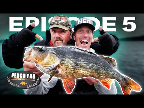 PERCH PRO 8 - Episode 5