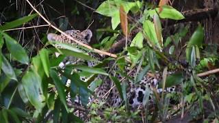 preview picture of video 'Tambopata National Reserve: Jaguar Encounter 1'