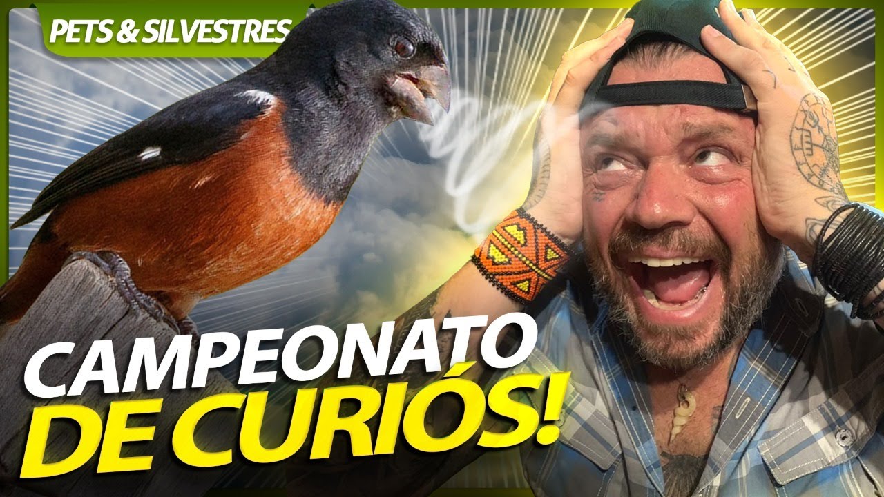 CALEM A BOCA, ESSA É A GUERRA DOS CURIÓS! | RICHARD RASMUSSEN