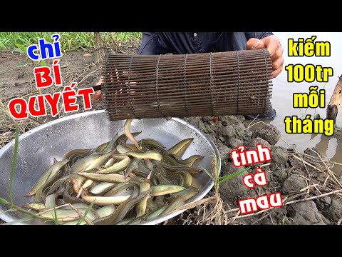 , title : 'Đặt Cá Chạch, Trời Ơi BỂ LỢP | Kiếm 100 Triệu Trên Tháng Bằng Nghề Này Không Phải Ai Cũng Biết #236'