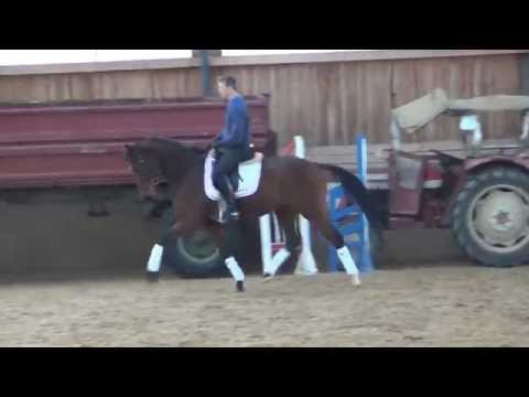 Desperados-Stedinger mare * 2011 for sale