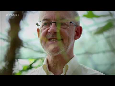 Dokumentation Metamorphose  - Faszination des Wandels