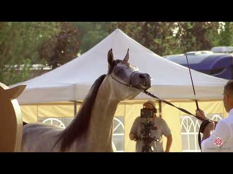 N.36 SAHIL BY KAHIL - Milan 2020 Arabian Horse Show - Colts 2 Years Old (Class 5)