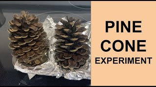 Pine Cone Opens and Closes on Its Own | Science Experiment